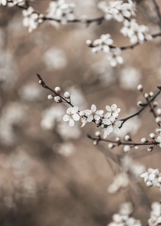 Laatste Lente 1 | Canvas