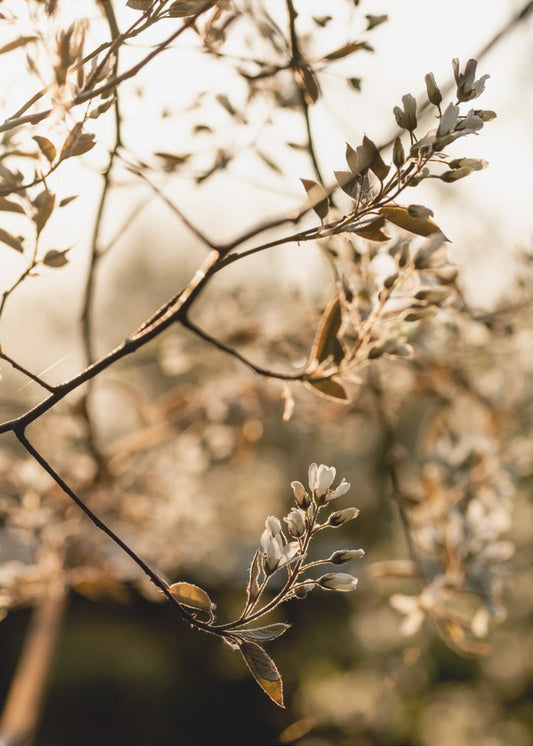 Laatste lente 4 | Poster