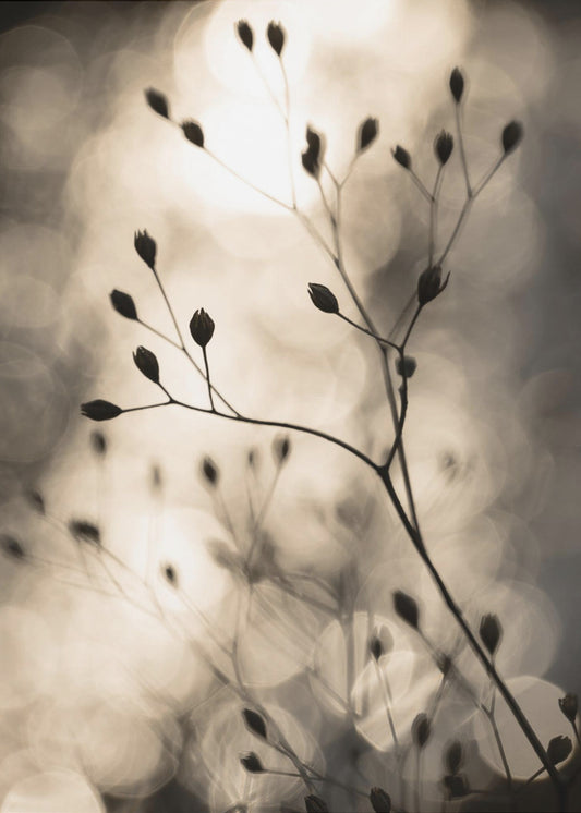 Zonnesilhouetten 1 | Poster