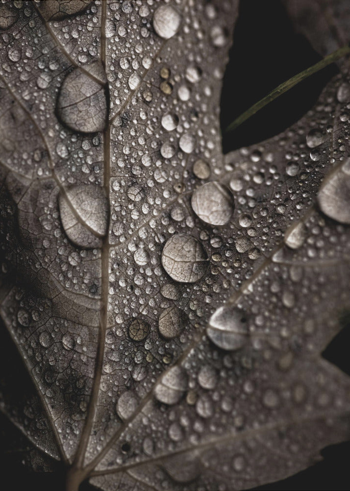 Regenachtige herfst | Canvas