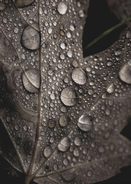 Regenachtige herfst | Canvas