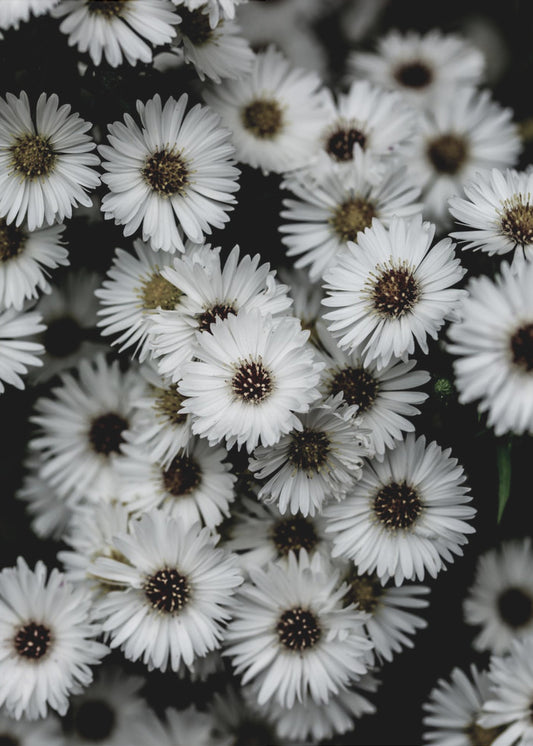 Kleine Bloemen 3 | Canvas