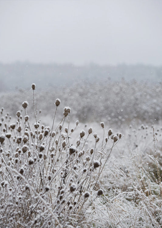 Winter Field 4 | Poster