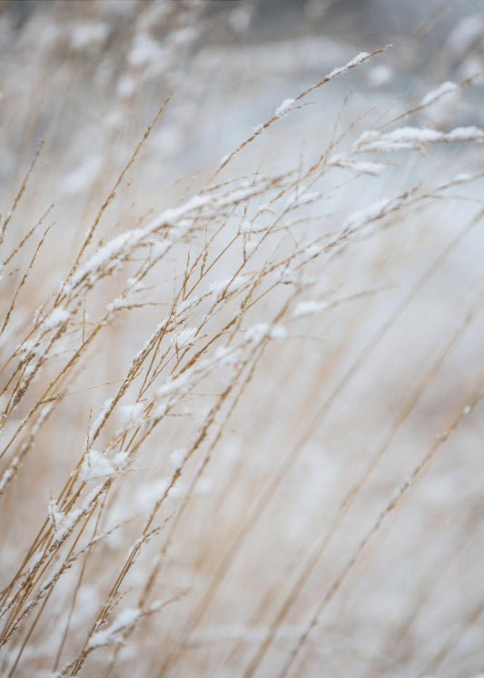 Wintergras | Canvas
