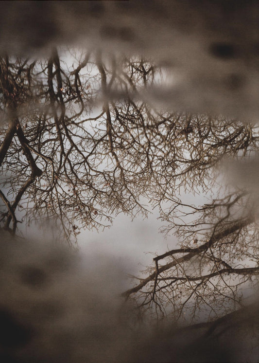 Winterreflecties | Canvas