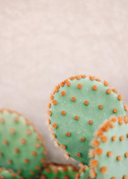 Cactussen Pasteltinten | Canvas