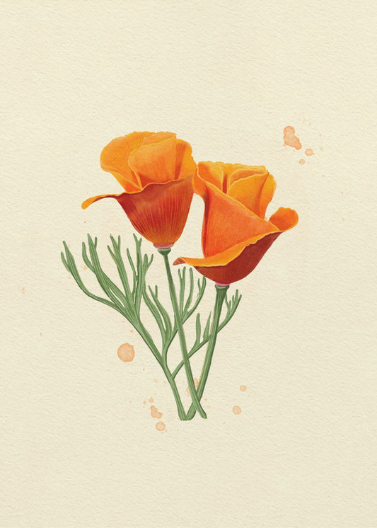 California Poppy | Poster