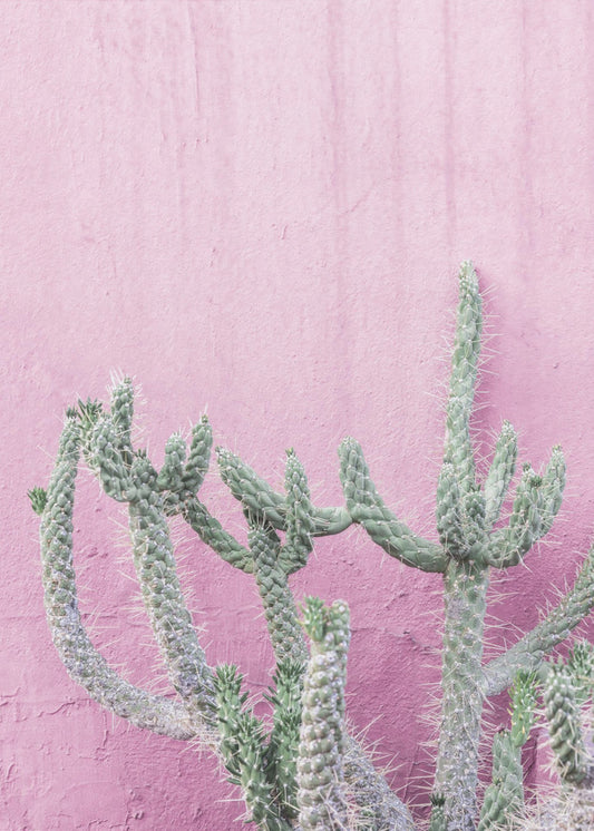 Cactus op roze | Canvas