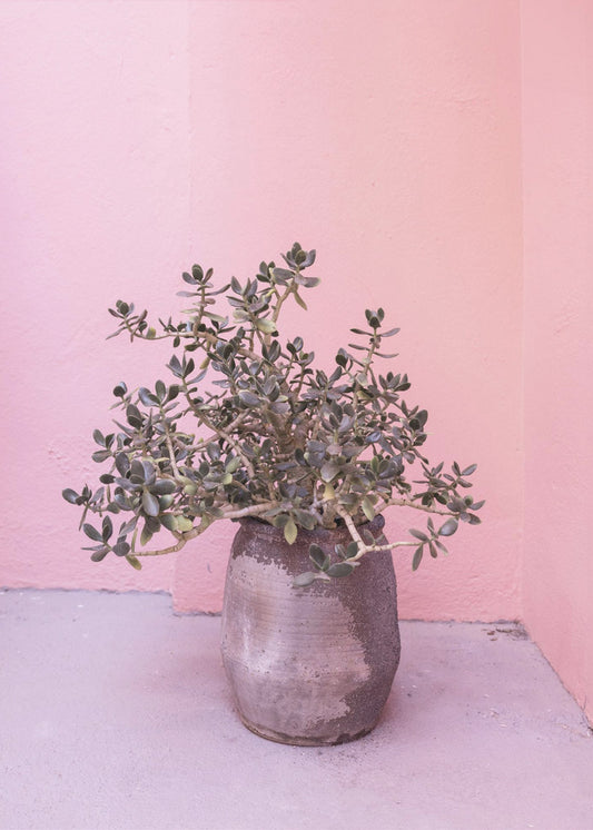 Spaanse rustieke succulent | Canvas