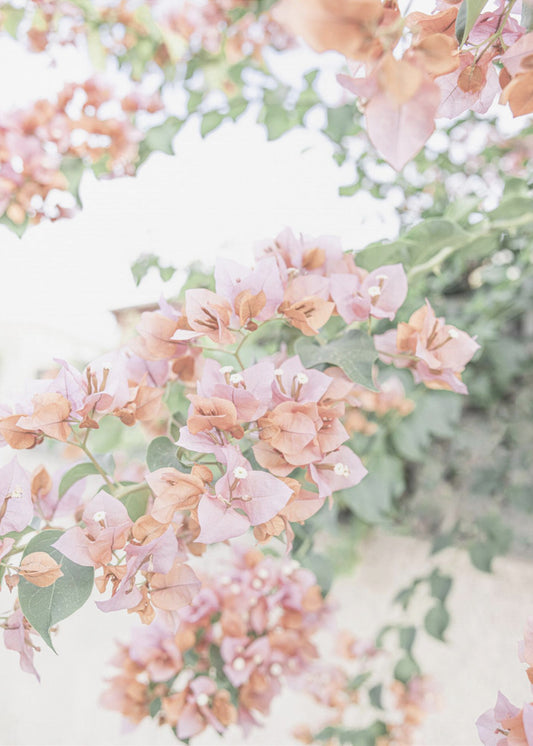 Perzik Bougainvillea | Canvas