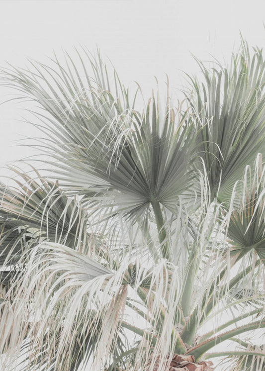 Palmblad | Canvas