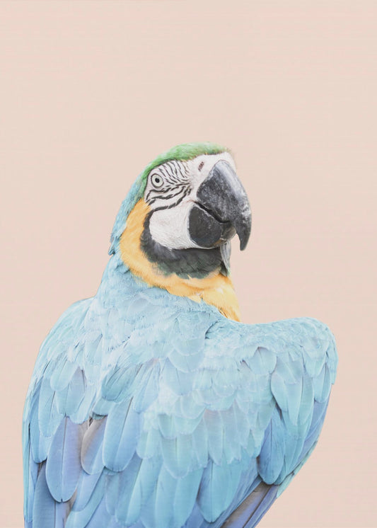 Blauwe Ara | Canvas