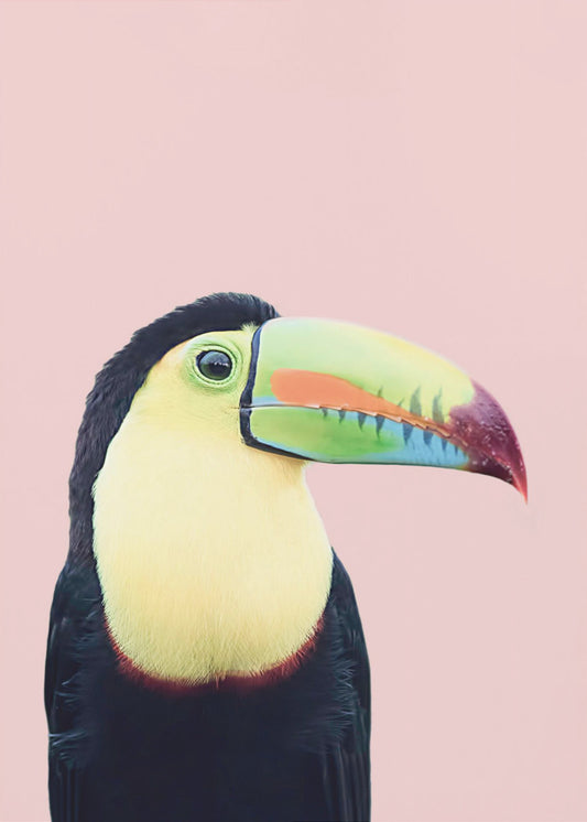 Toekan op roze | Canvas