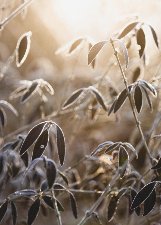 Een winterochtend 6 | Canvas