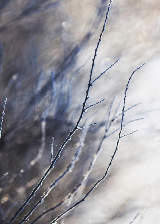 Een winterochtend 7 018a4832 | Canvas