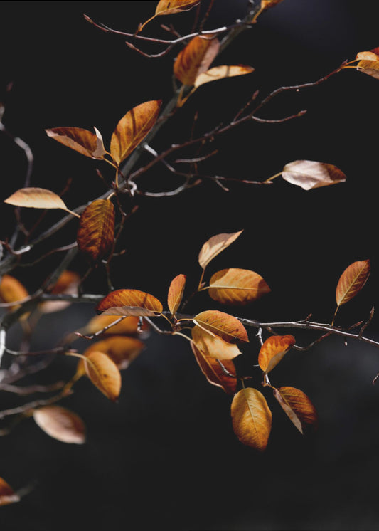 Herfstbladeren 15 | Canvas