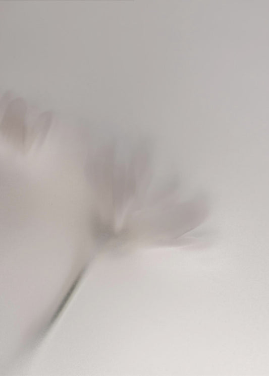 Blurred Flowers 1 018a5454 | Poster