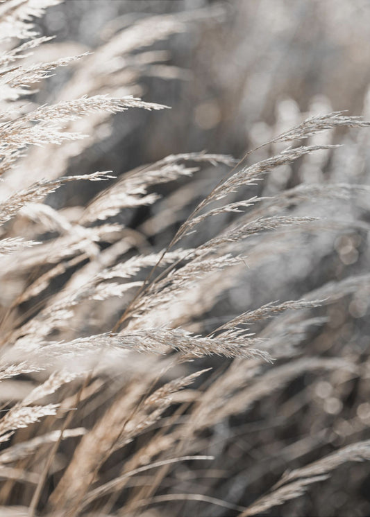 Gras 28 | Canvas
