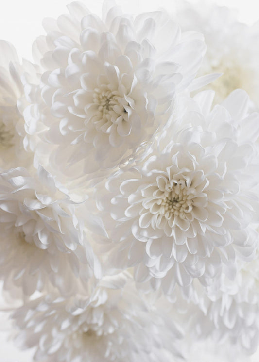 Witte bloemen 1 | Canvas