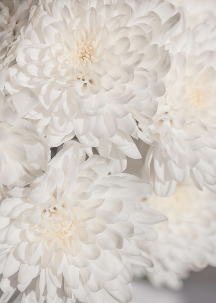 Witte Bloemen 2 | Poster