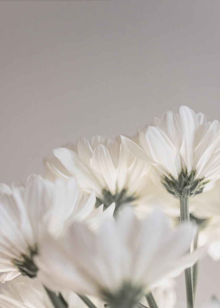 Witte Bloemen 4 | Poster