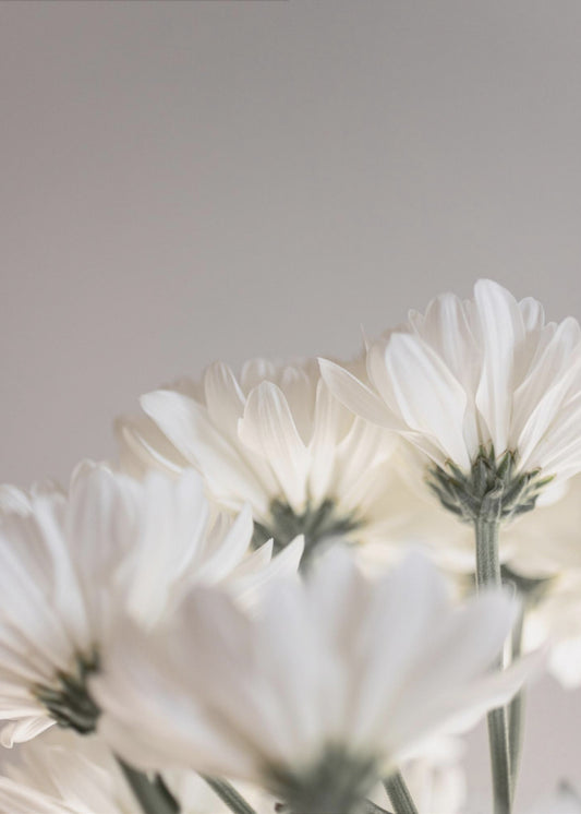 Witte bloemen 4 | Canvas