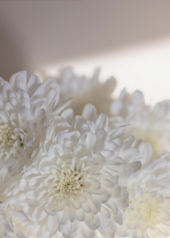 Witte Bloemen 6 | Poster
