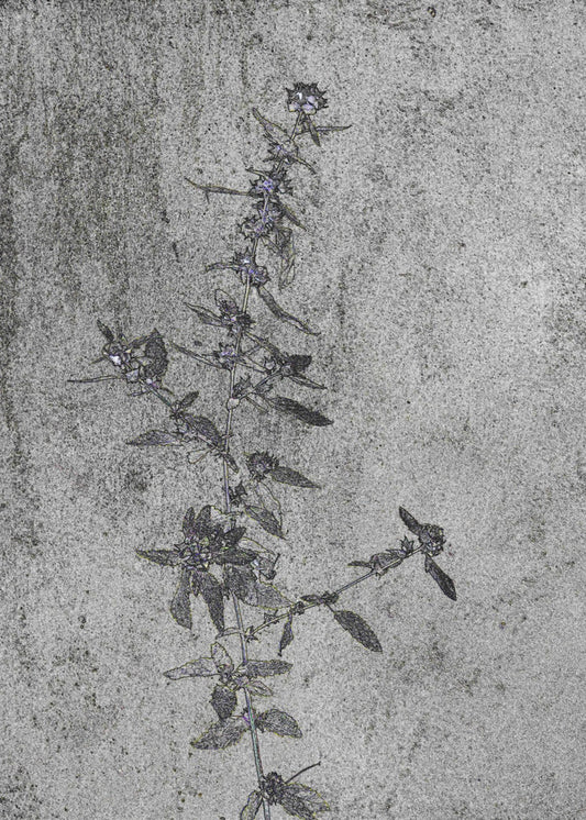 Betonnen bloesems | Canvas