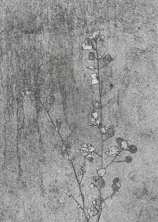 Delicaat verval | Canvas