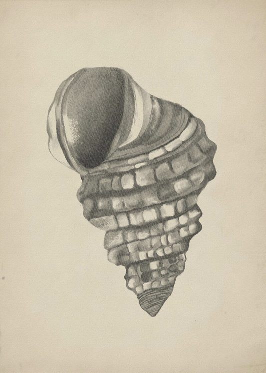 Schelpen | Poster