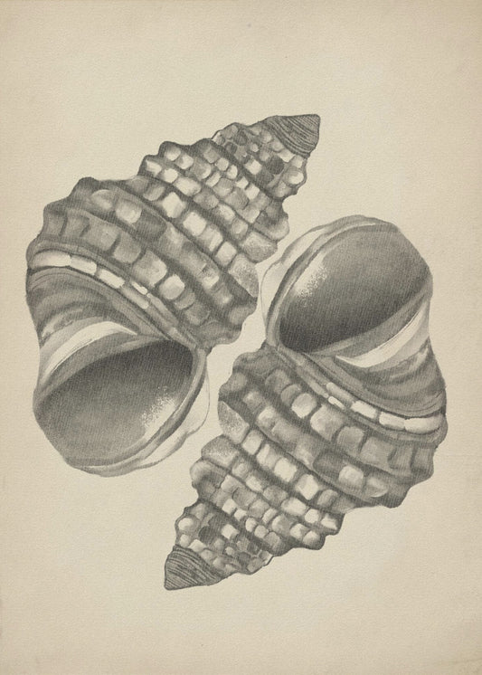 Schelpen | Poster