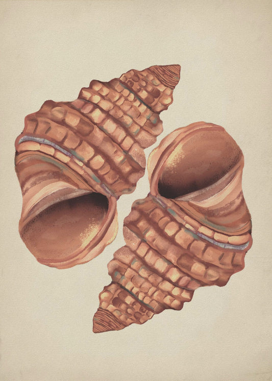Vintage schelp | Poster