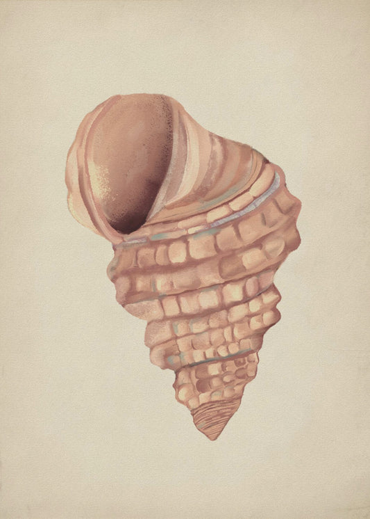 Roze schelpen | Poster