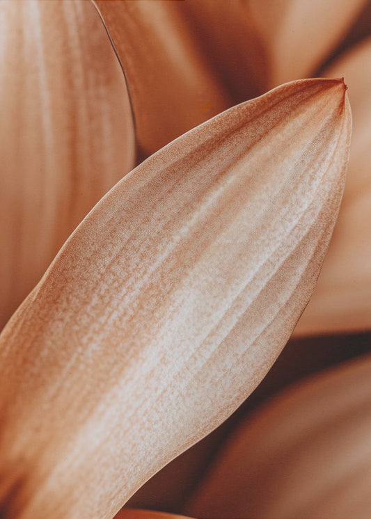 Amber Petal Elegantie | Canvas
