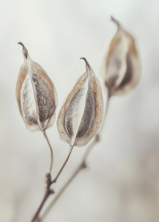 Fluisterende Pods | Canvas