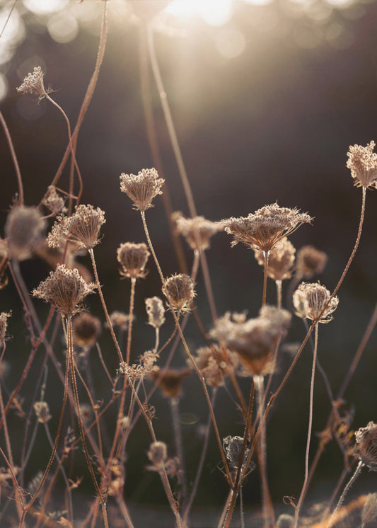 Warm Winterlicht 2 | Canvas