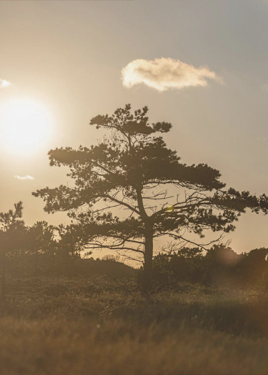 Boom in de duinen 1 | Canvas