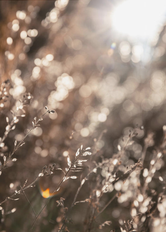 Warm Winterlicht 6 | Canvas