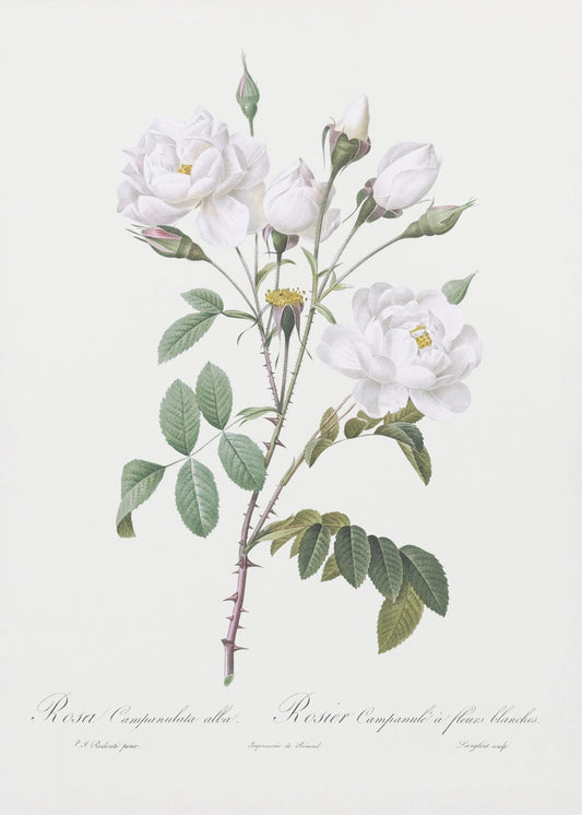 Rosa Gallica Pontiana, Les Roses (1817-1824) | Canvas
