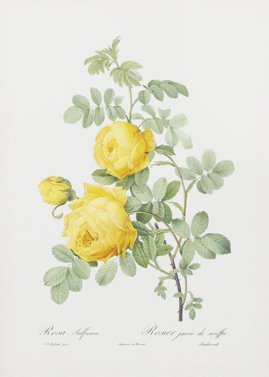 Rosa Hemisphaerica, Les Roses (1817-1824) | Canvas
