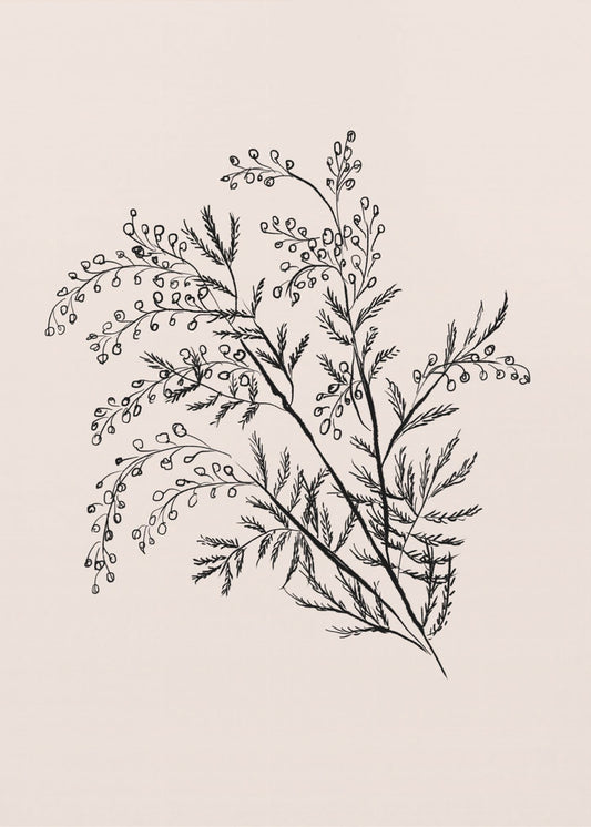 Acacia Botanische tak | Canvas