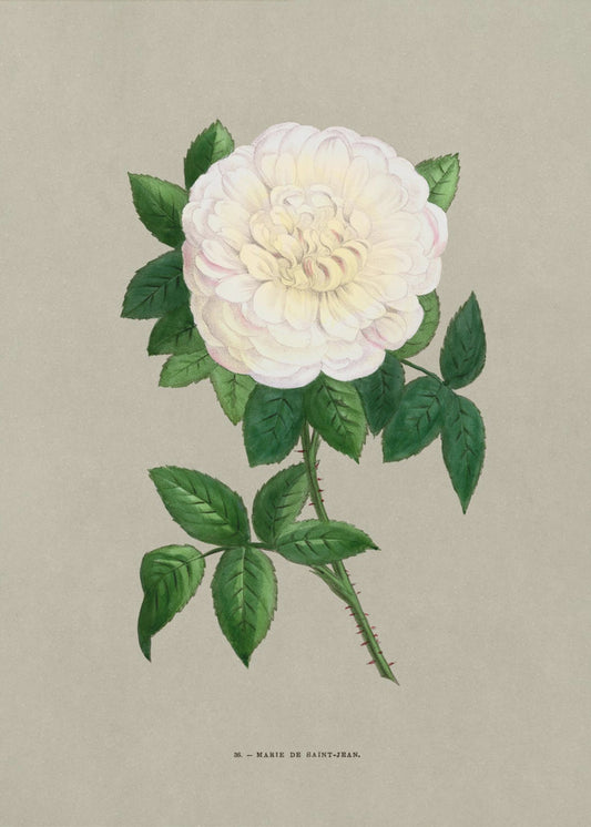 Roos Marie De Saint Jean | Poster