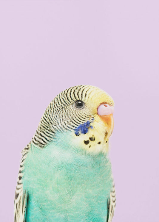 Badgie | Canvas