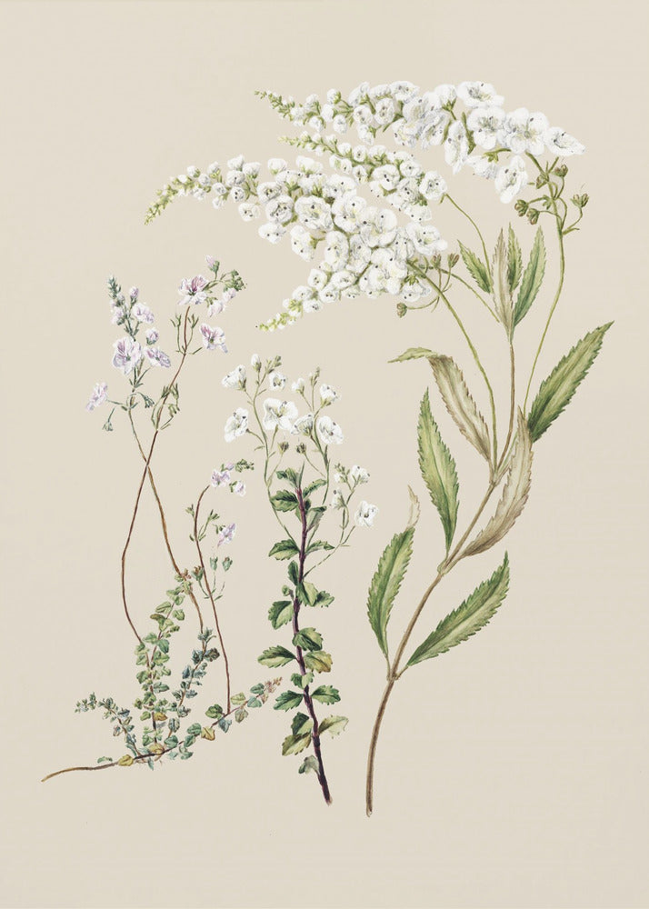 Veronica getekend door Sarah Featon (1848–1927) | Poster