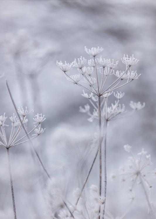 Frozen 5 | Canvas