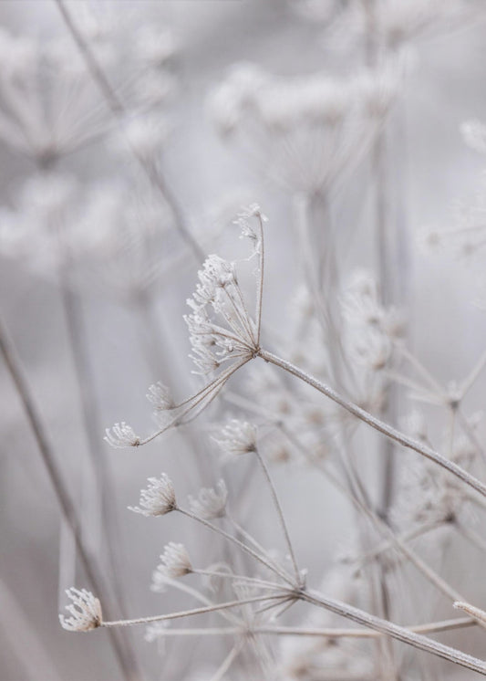 Frozen 6 | Canvas