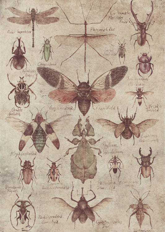 Insecten in vintagestijl | Canvas