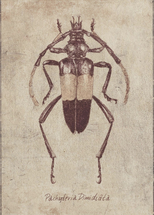 Vintage insectenschets | Canvas
