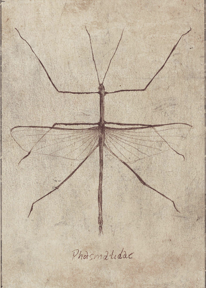 Vintage entomologieschets | Canvas