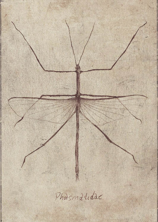 Vintage entomologieschets | Canvas